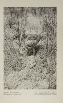 1926 - Großer Brachvogel / Flamingos - alter Druck